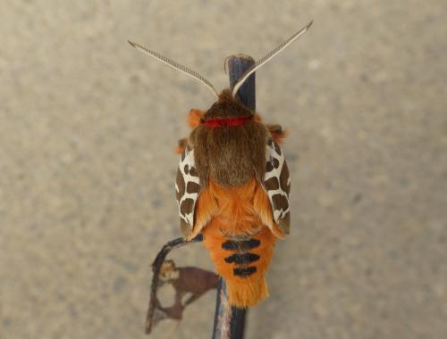 Arctia caja